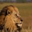 lion, male lion, king of the jungle-5218109.jpg